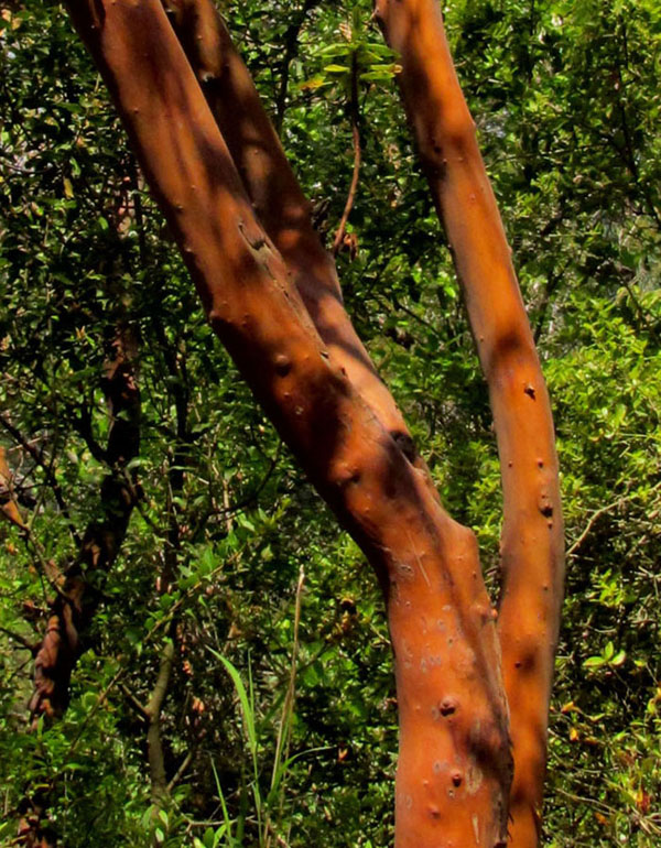 Albero turco dal tronco rossastro - Arbutus andrachne